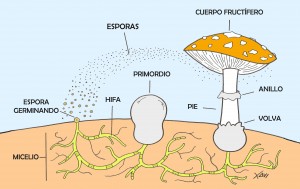 Ciclo hongo