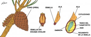 esquema_piña