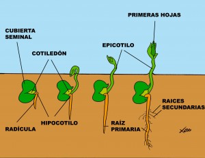 hipogea (2)