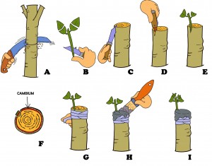 injertos2