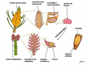 reproducción_ginmospermas