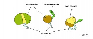 semillas_germinando