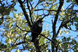 Estornino negro