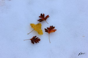 Hojas y nieve