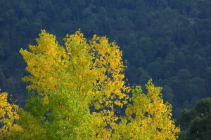 Paisaje otoño Cazorla