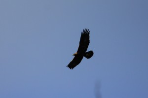 aguila real