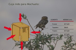 Caja nido para mochuelo