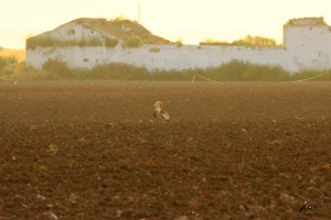 Avutarda y cortijo