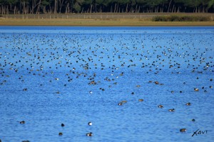 Laguna Dehesa de Abajo