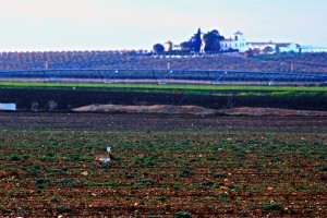 Avutarda y cortijo