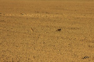 Alcaraván y Búho campestre