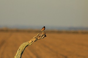 Tarabilla europea