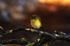 Mosquitero común