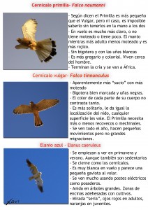 Diferenciar rapaces pequeñas