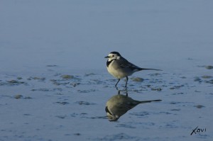 Lavandera blanca Ballestera