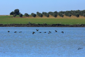 Avefrías sobre Ballestera