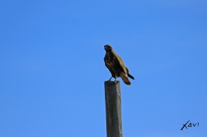 Ratonero en Zepa Campiñas de Sevilla