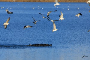 Gaviotas acosando a Fochas