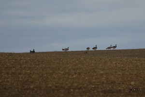 Avutardas ZEPA Campiña de Sevilla