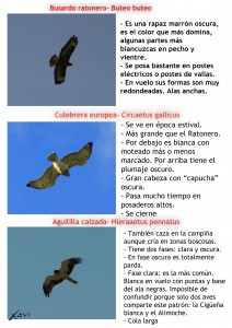 Diferenciar rapaces grandes