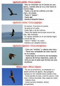 Diferenciar rapaces medianas