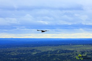 Buitre sobre el horizonte