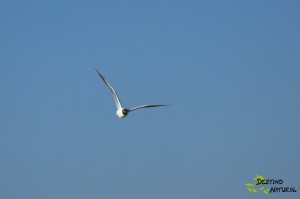 Gaviota reidora Ballestera