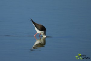 Cigüeñuela hembra