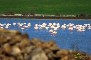 Flamencos Ballestera