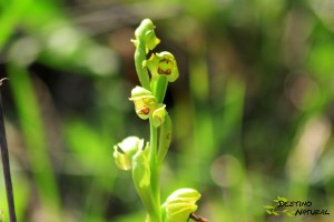 Orquídea Sierra de Estepa