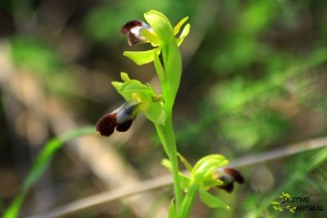 Orquídea Sierra de Estepa