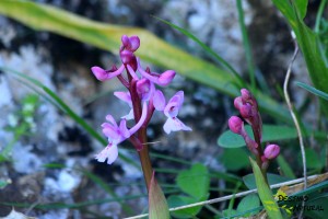 Orquídea Sierra de Estepa