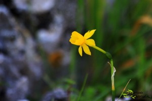 Narcisus baeticus