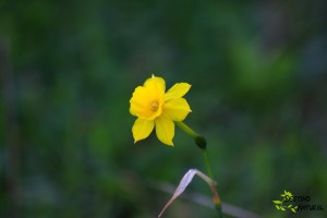 Narcisus baeticus