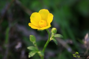 Sierra de Estepa