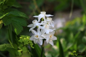 Narcissus papyraceus