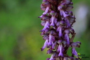 orquidea gigante