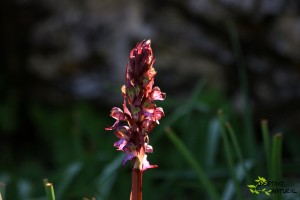 Orquídea