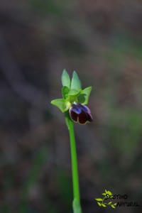 Orquídea