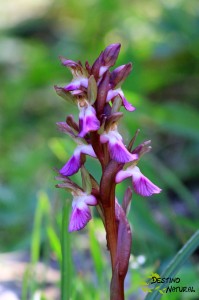 Orquídea Sierra de Estepa