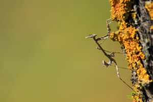 Empusa pennata