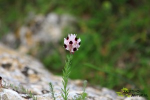 Linaria verticillata subsp anticaria