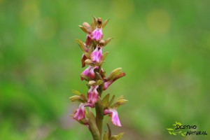 Orquídea