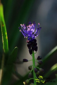 Muscari comosum