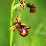 Diario de campo flores