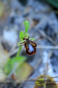 Espejo de venus orquidea