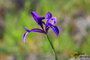 Iris serotina