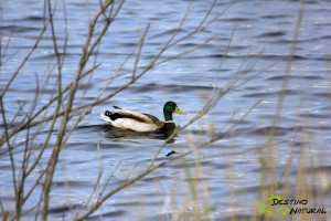 Ánade real Laguna del Gobierno