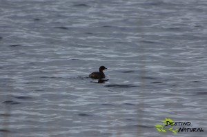 Zampullín común Laguna del Gobierno