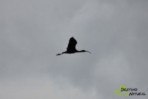 Morito en la Laguna del Gobierno